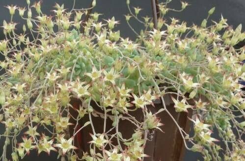 Graptopetalum glassii habit