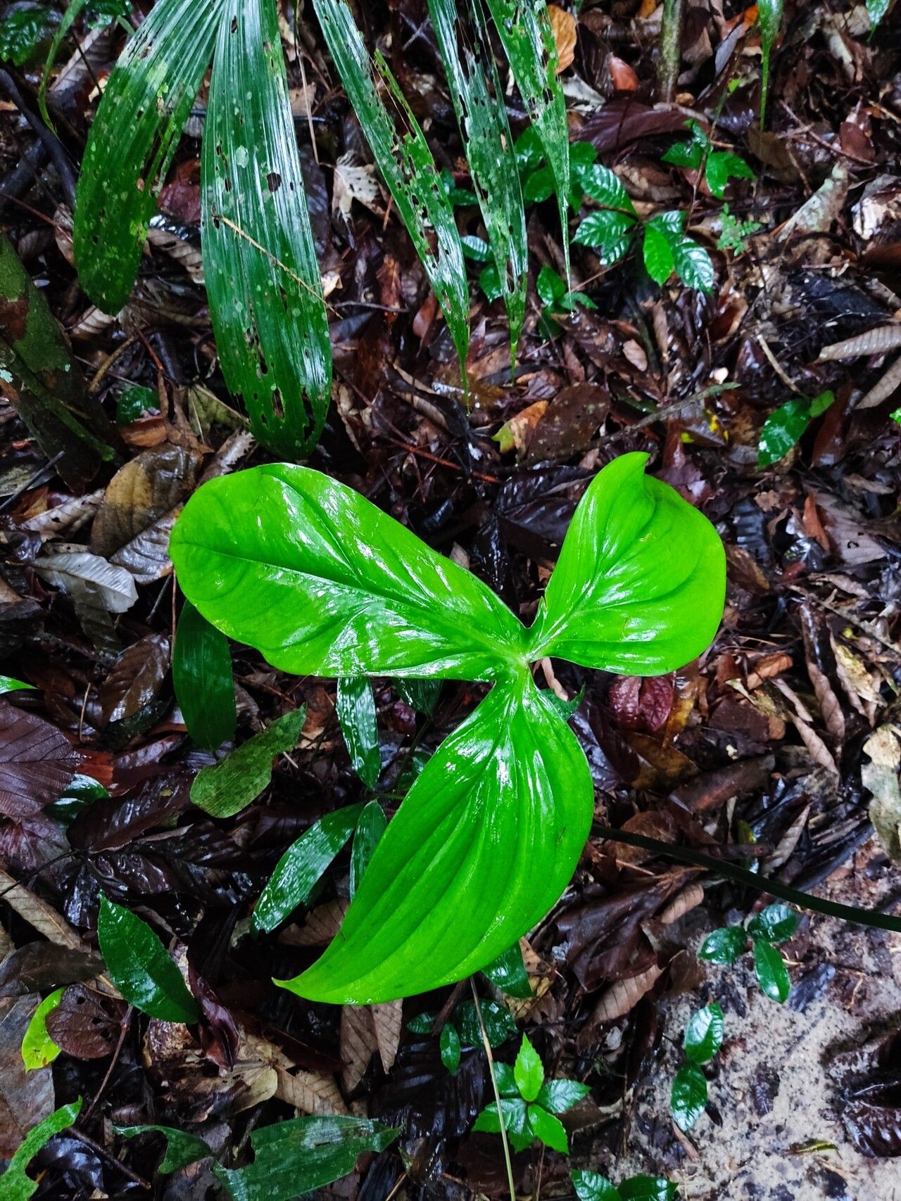 Philodendron melloi leaf