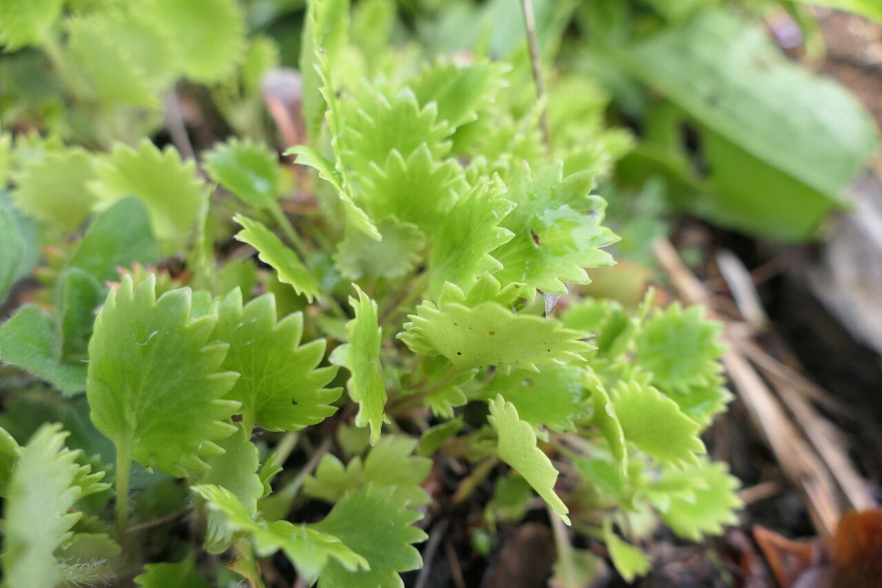 Saxifraga mertensiana leaf