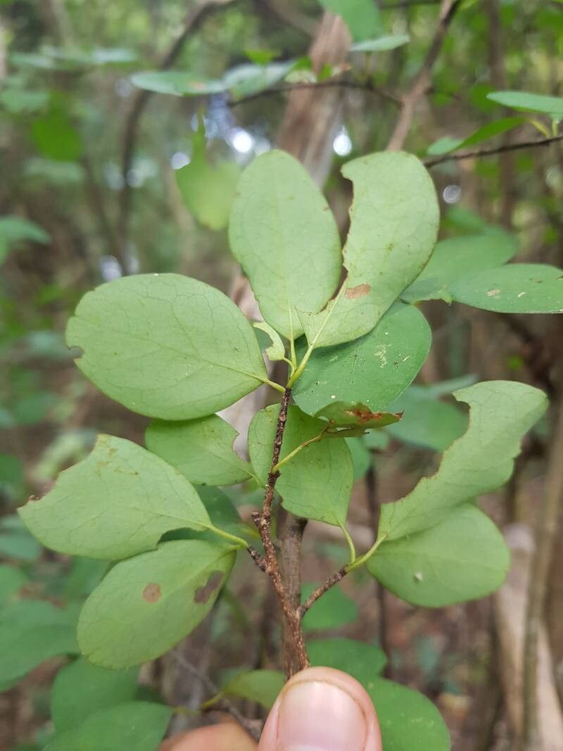 Erythroxylum rotundifolium leaf