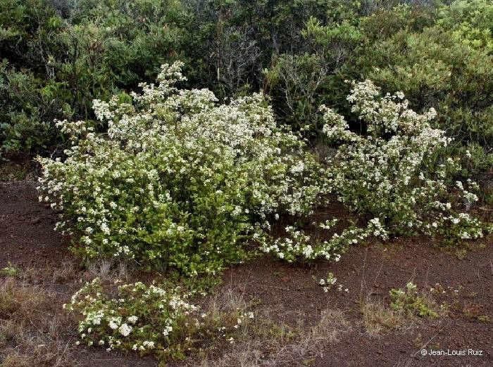 Sannantha procera habit