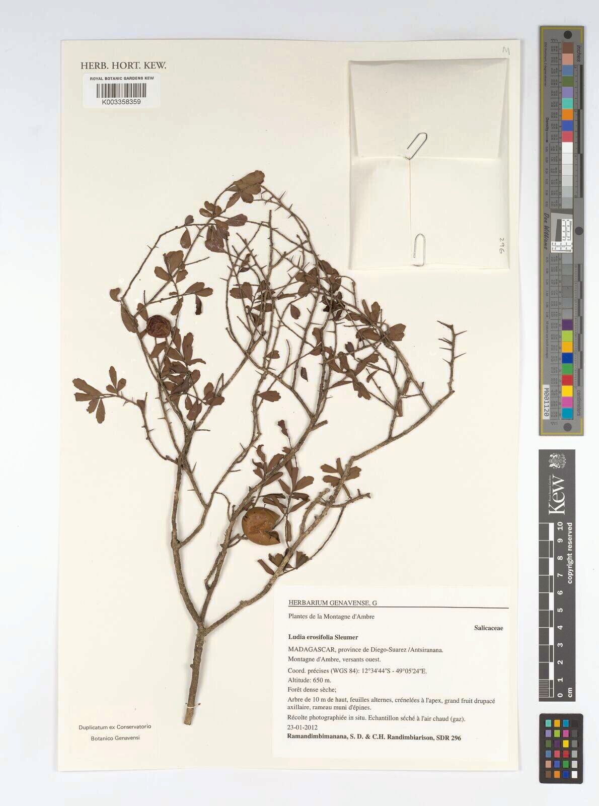 Ludia erosifolia — houseplant care guide