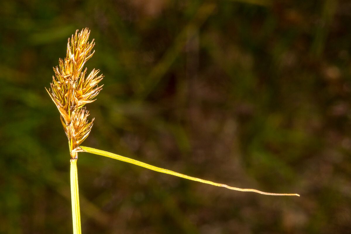 Carex leporina fruit