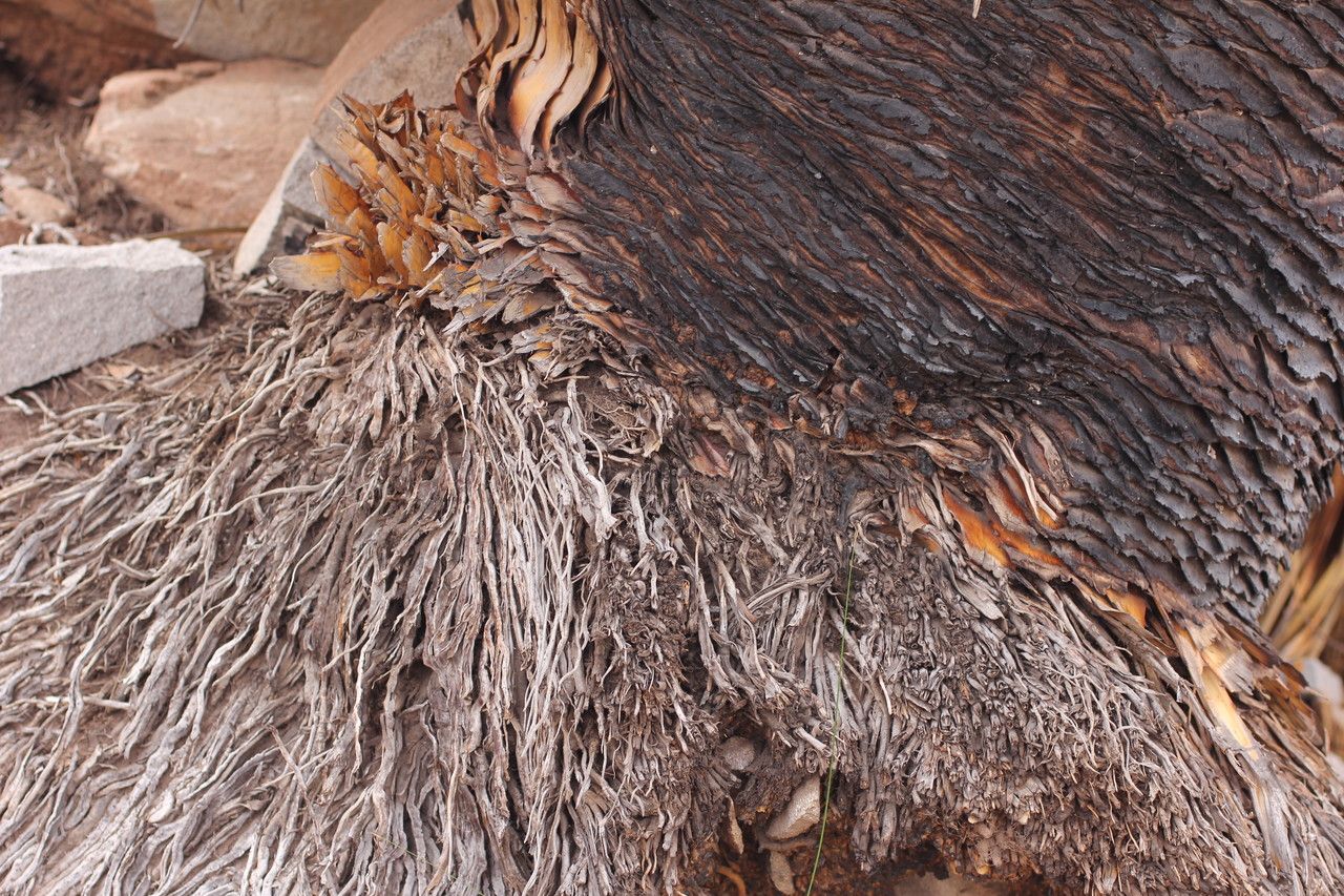 Puya raimondii bark
