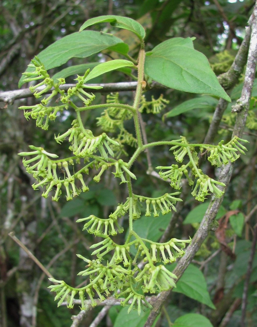 Tournefortia maculata leaf
