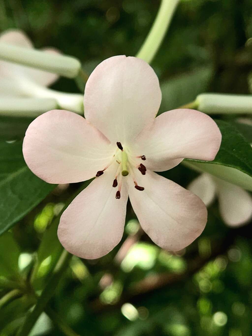Rhododendron loranthiflorum flower