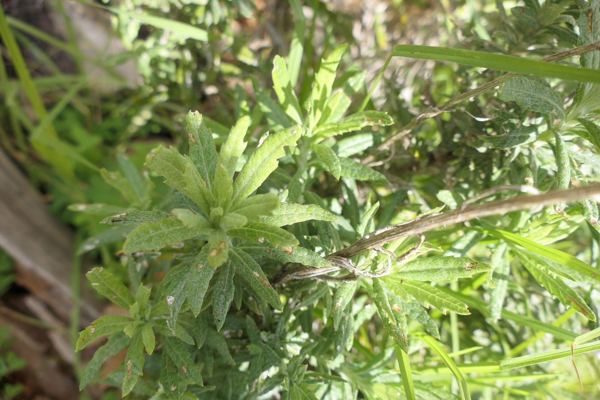 Senecio pterophorus leaf