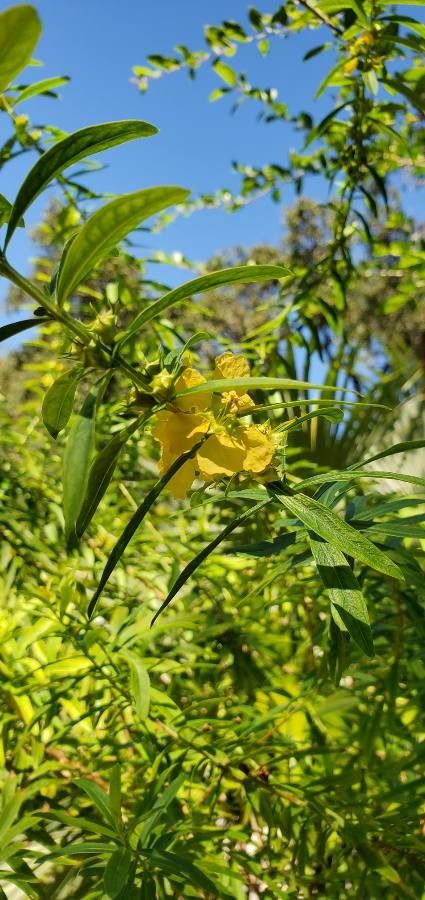 Heimia salicifolia — search result for 'Lythraceae'