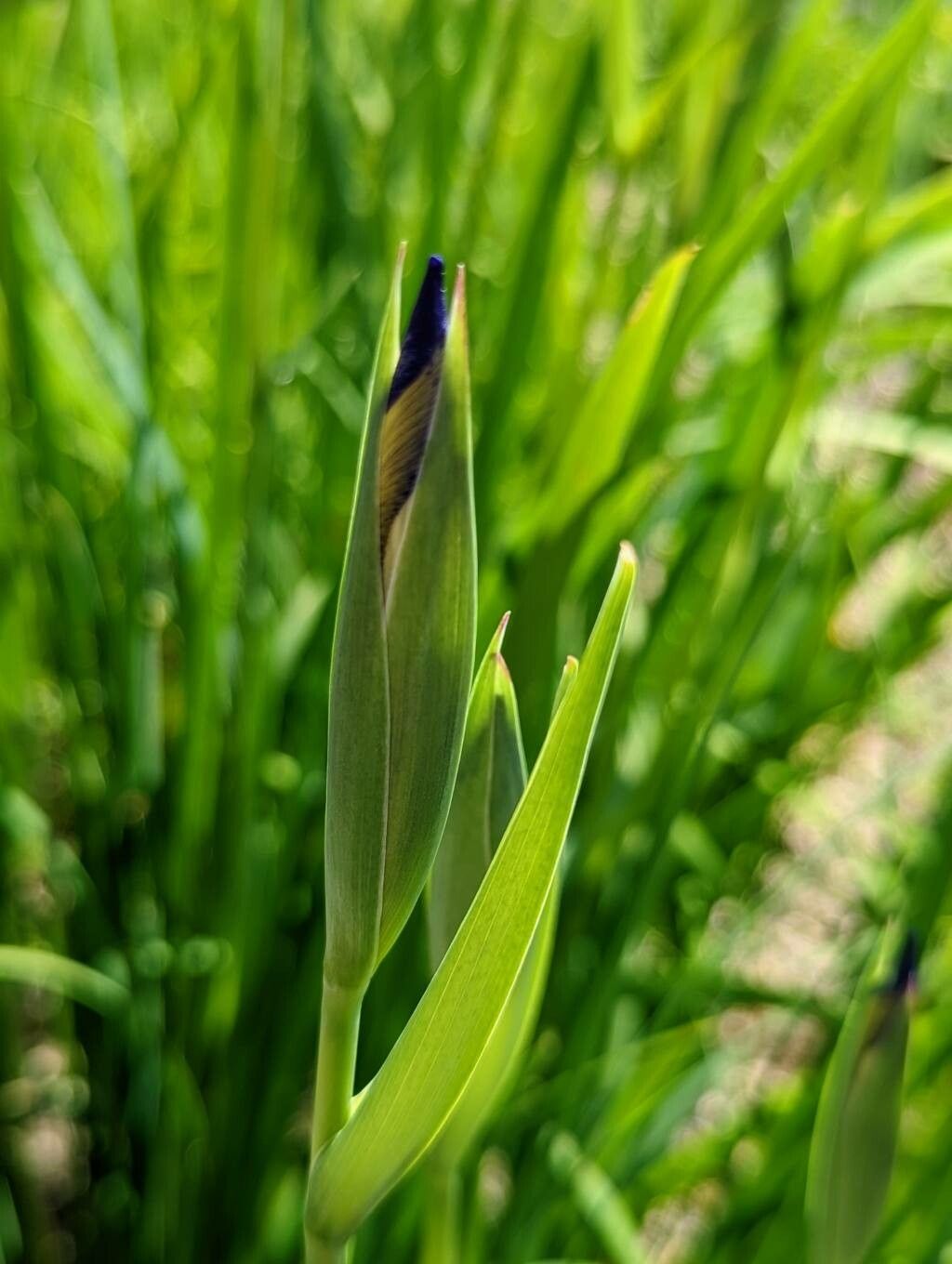 Iris delavayi other