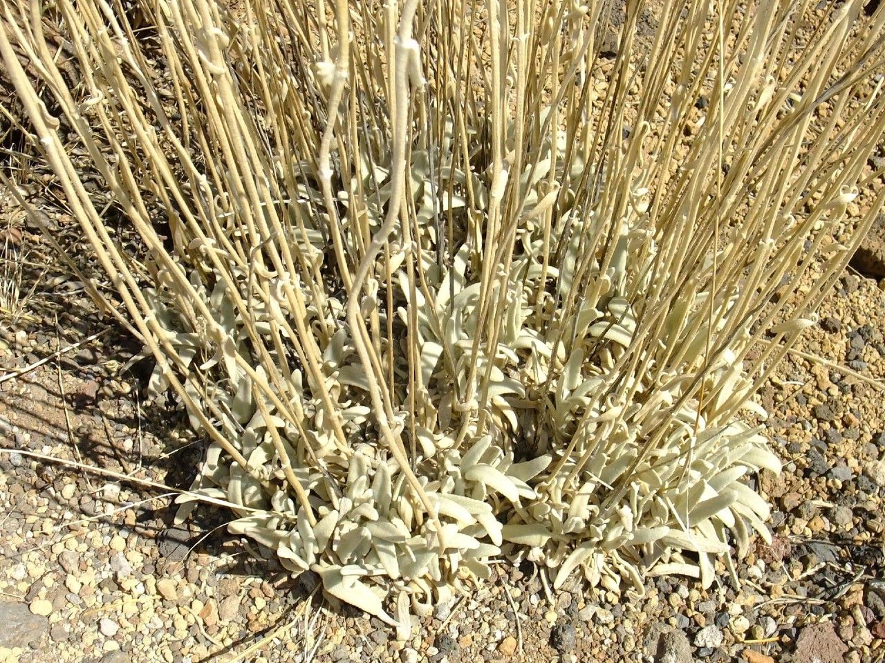 Sideritis eriocephala — search result for 'Sideritis'