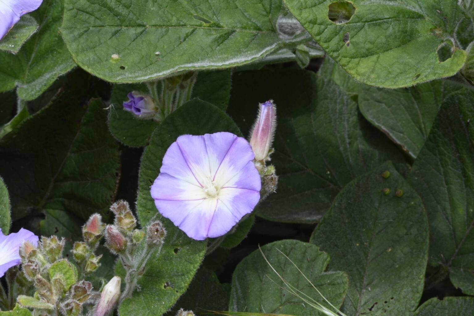 Convolvulus canariensis flower