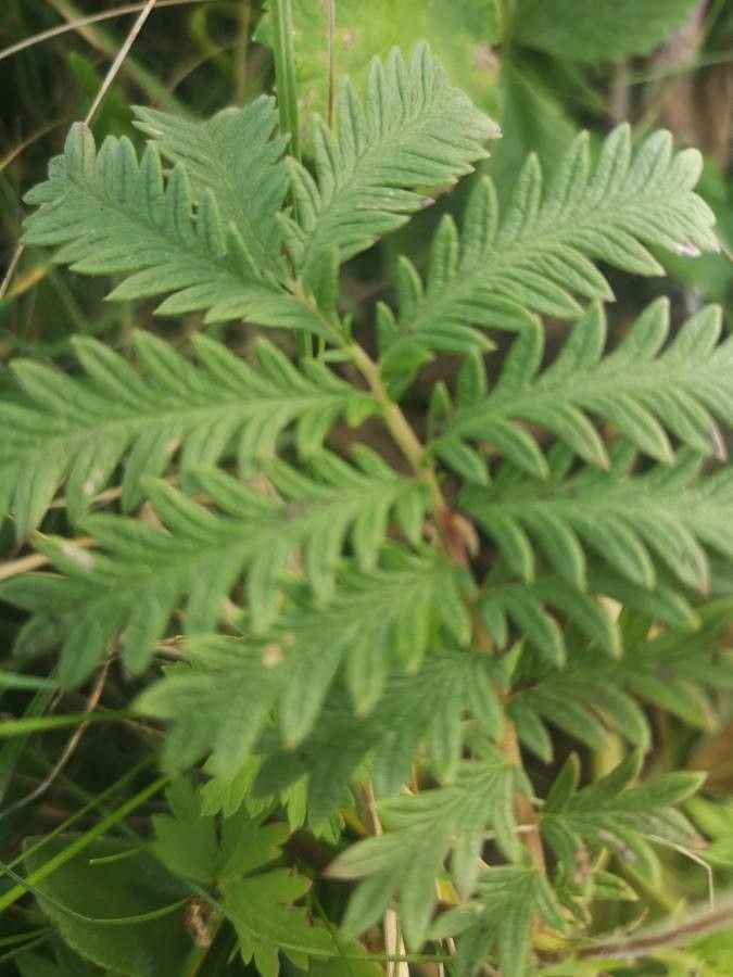 Emmenanthe penduliflora — houseplant care guide