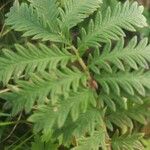 Emmenanthe penduliflora