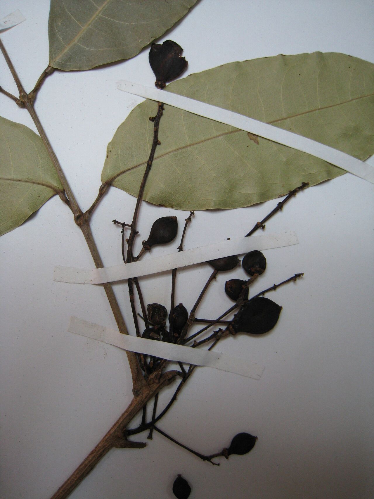 Protium pallidum other