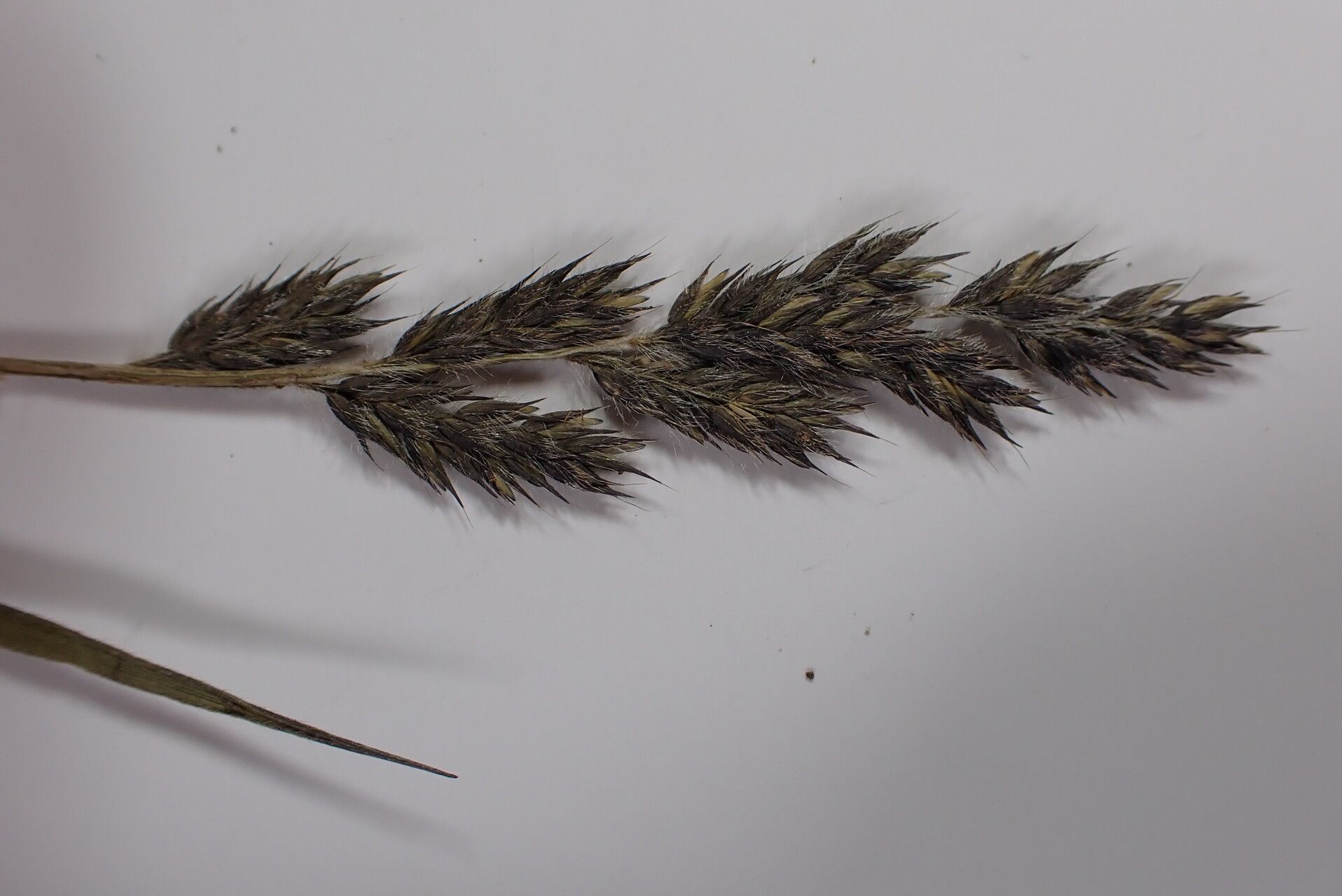 Arundinella hookeri flower