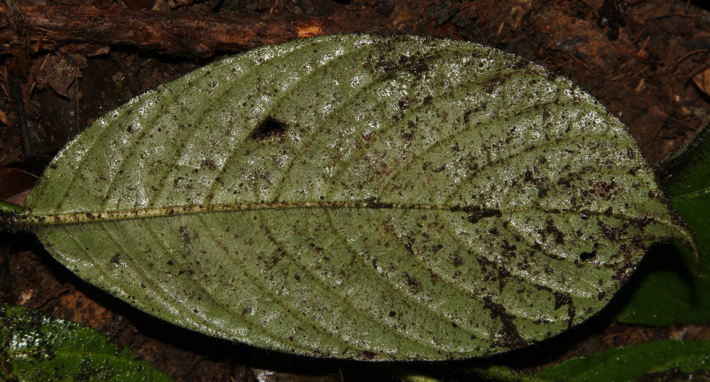 Psychotria ebensis — houseplant care guide