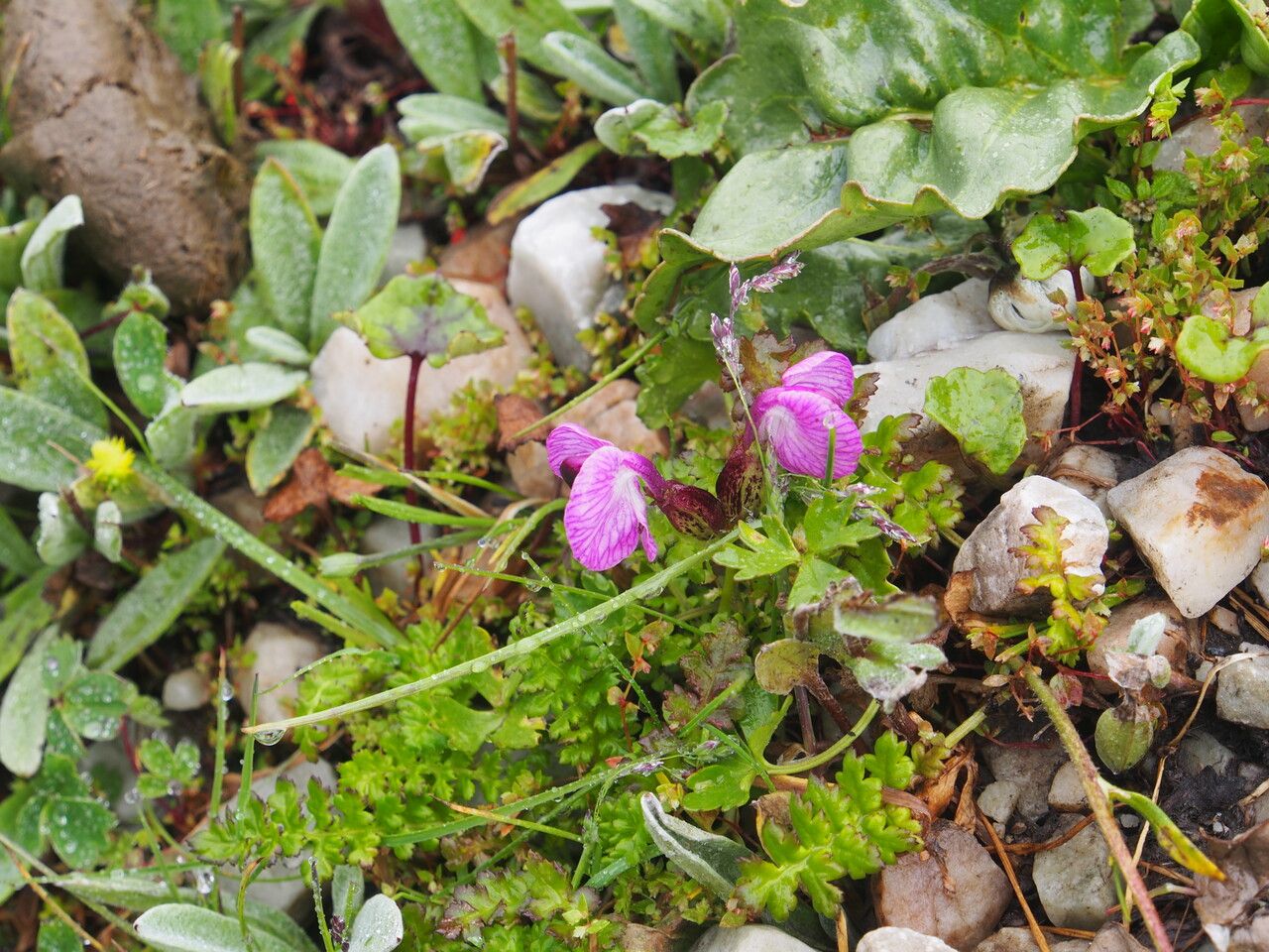 Pedicularis rhinanthoides habit