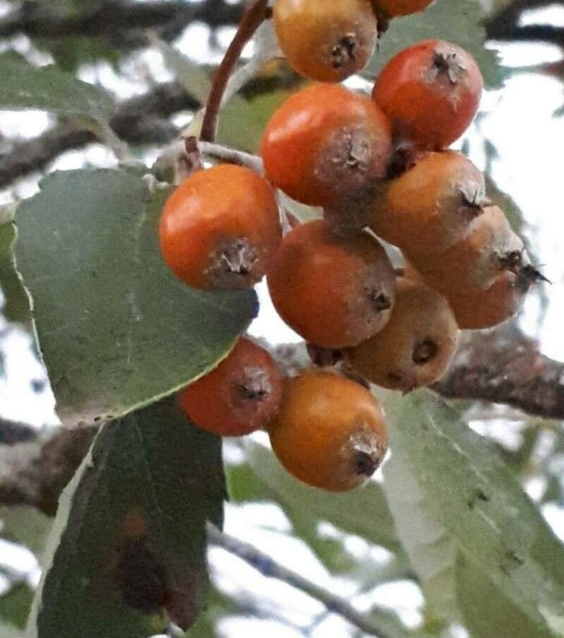 Sorbus latifolia fruit
