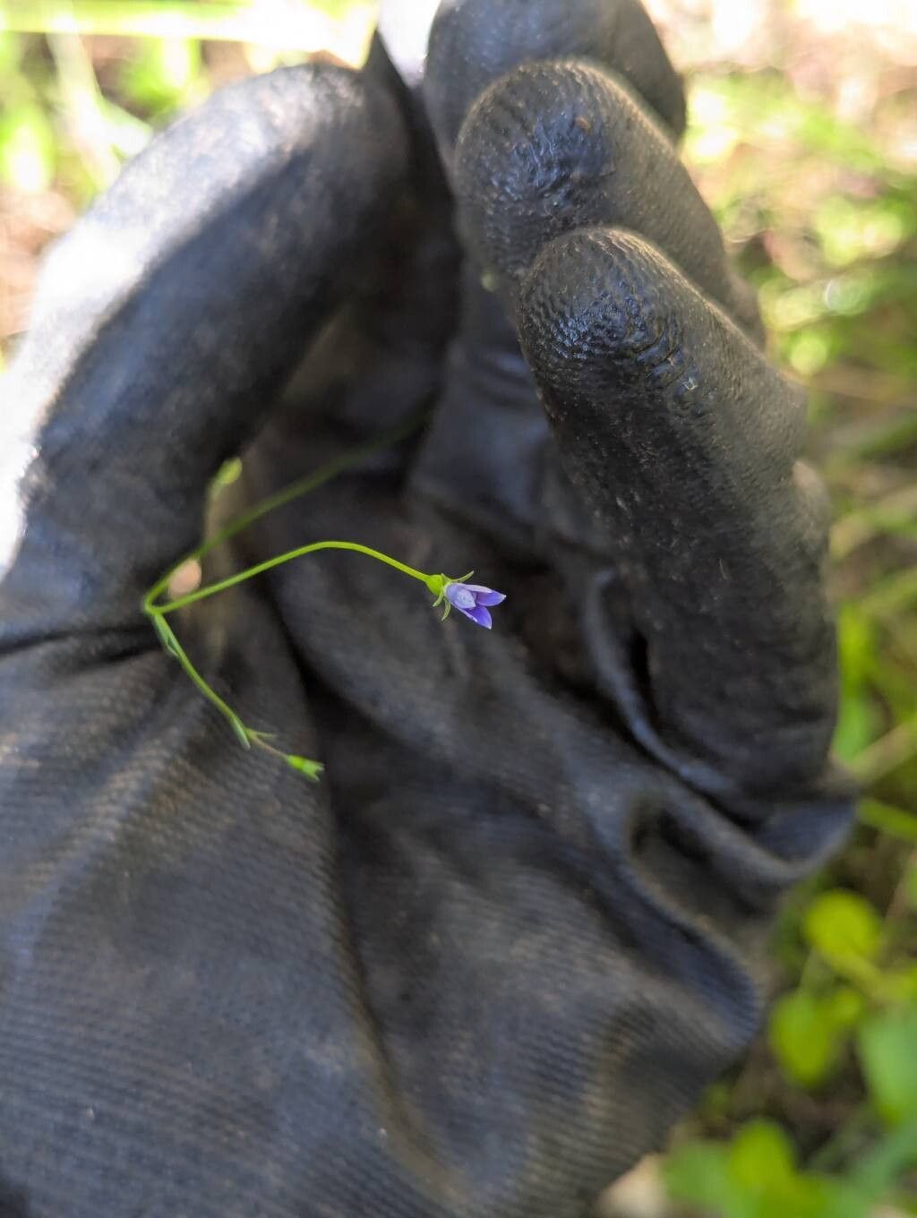 Wahlenbergia gracilis flower