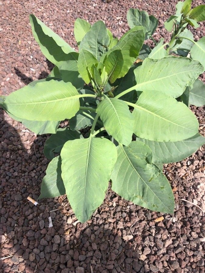 Nicotiana glauca — search result for 'Solanaceae'