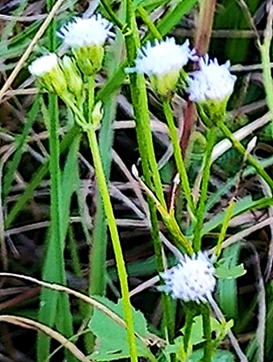 Praxelis ostenii — houseplant care guide