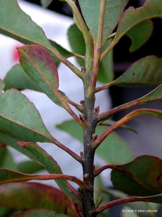 Elaeocarpus kaalensis bark