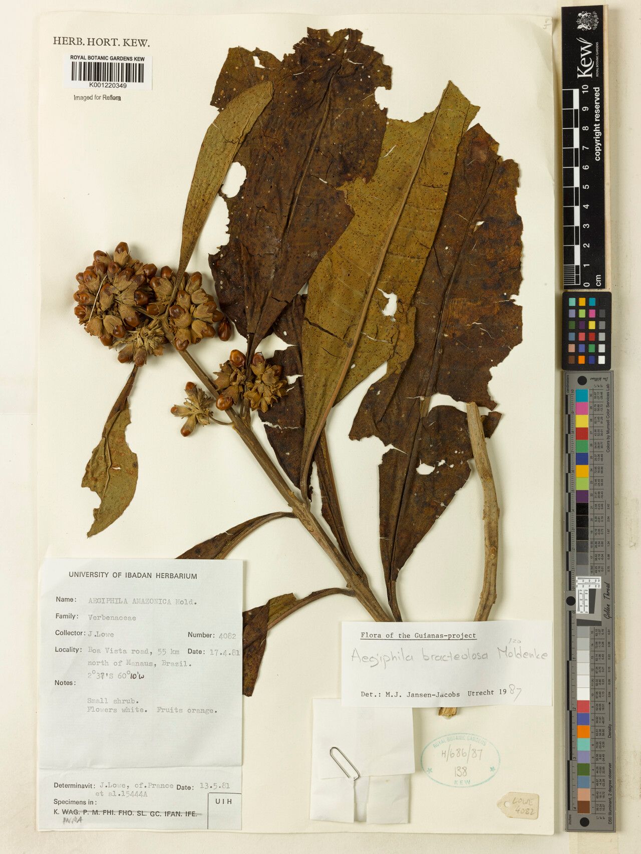 Aegiphila bracteolosa fruit