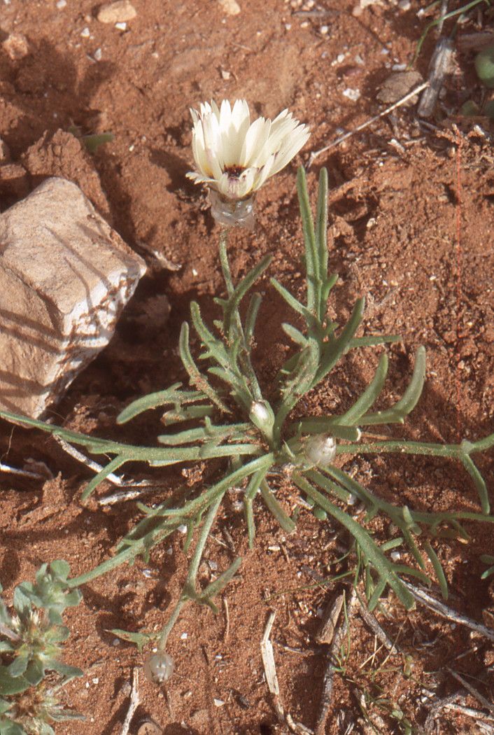 Picris albida habit