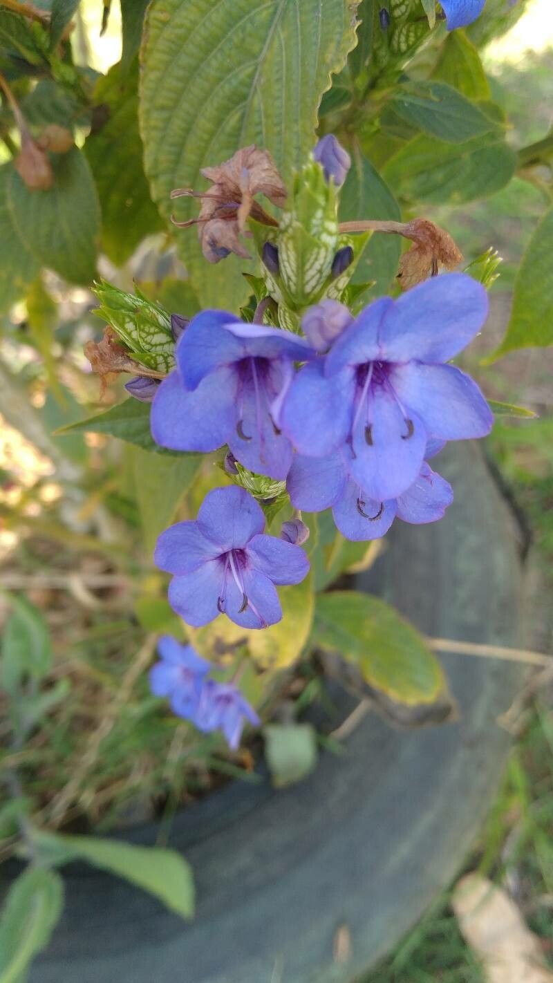Eranthemum pulchellum flower