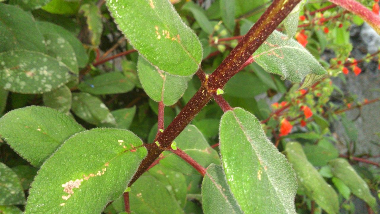 Kohleria spicata — search result for 'Gesneriaceae'