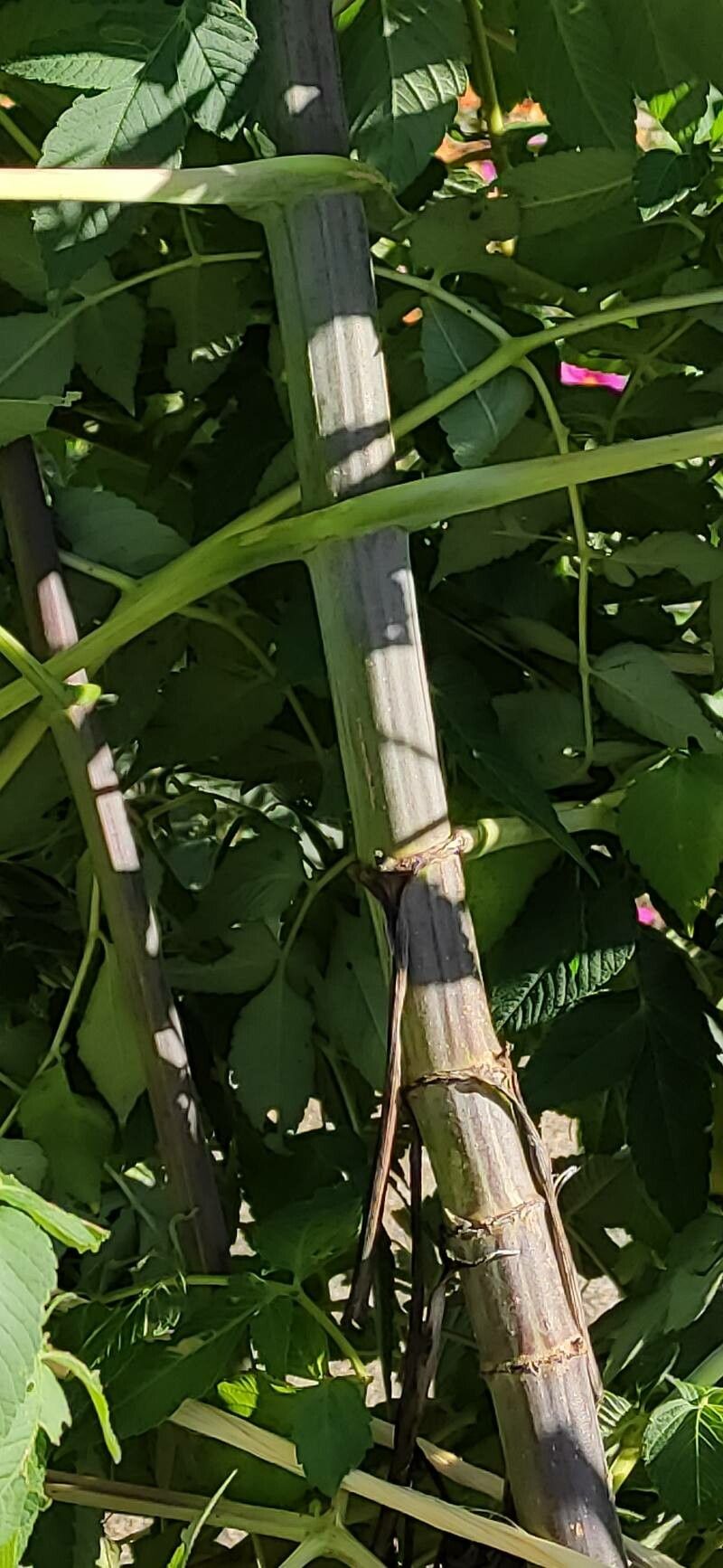 Dahlia imperialis bark