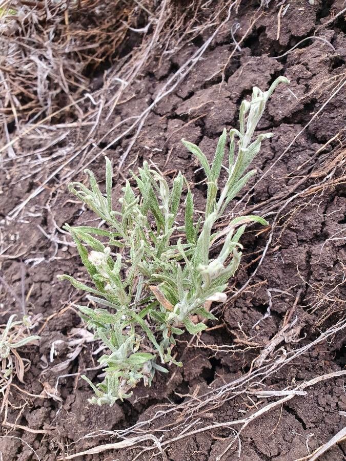 Nidorella pedunculata — houseplant care guide