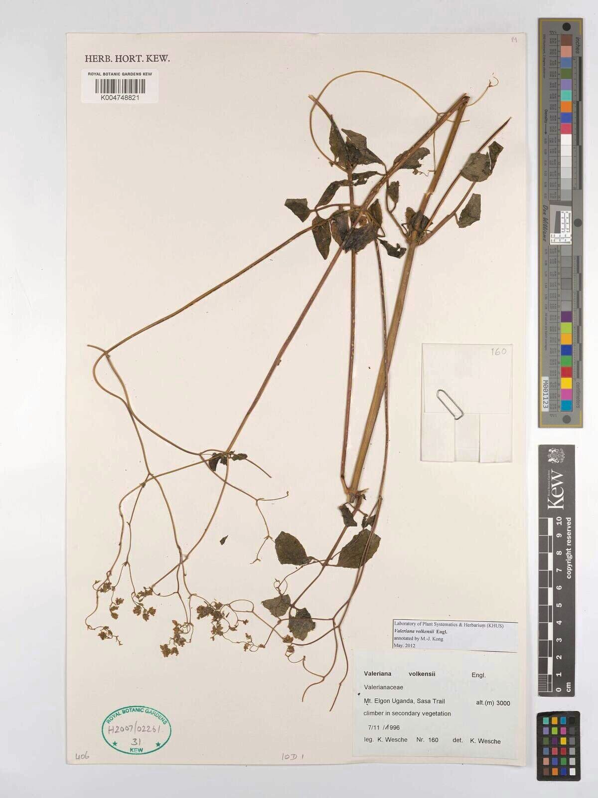 Valeriana volkensii — search result for 'Valeriana'