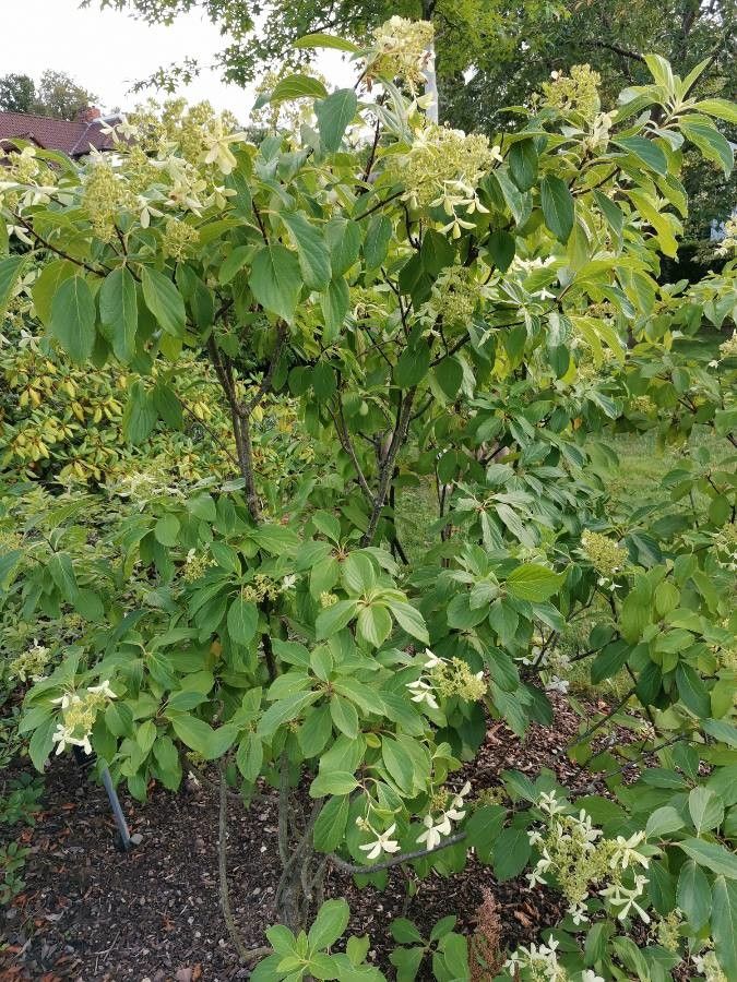 Cornus oblonga habit