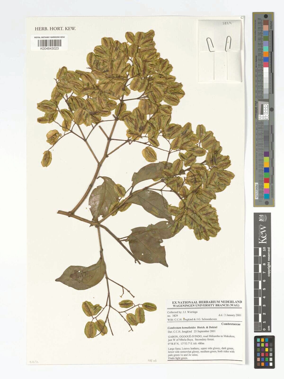 Combretum homalioides — houseplant care guide