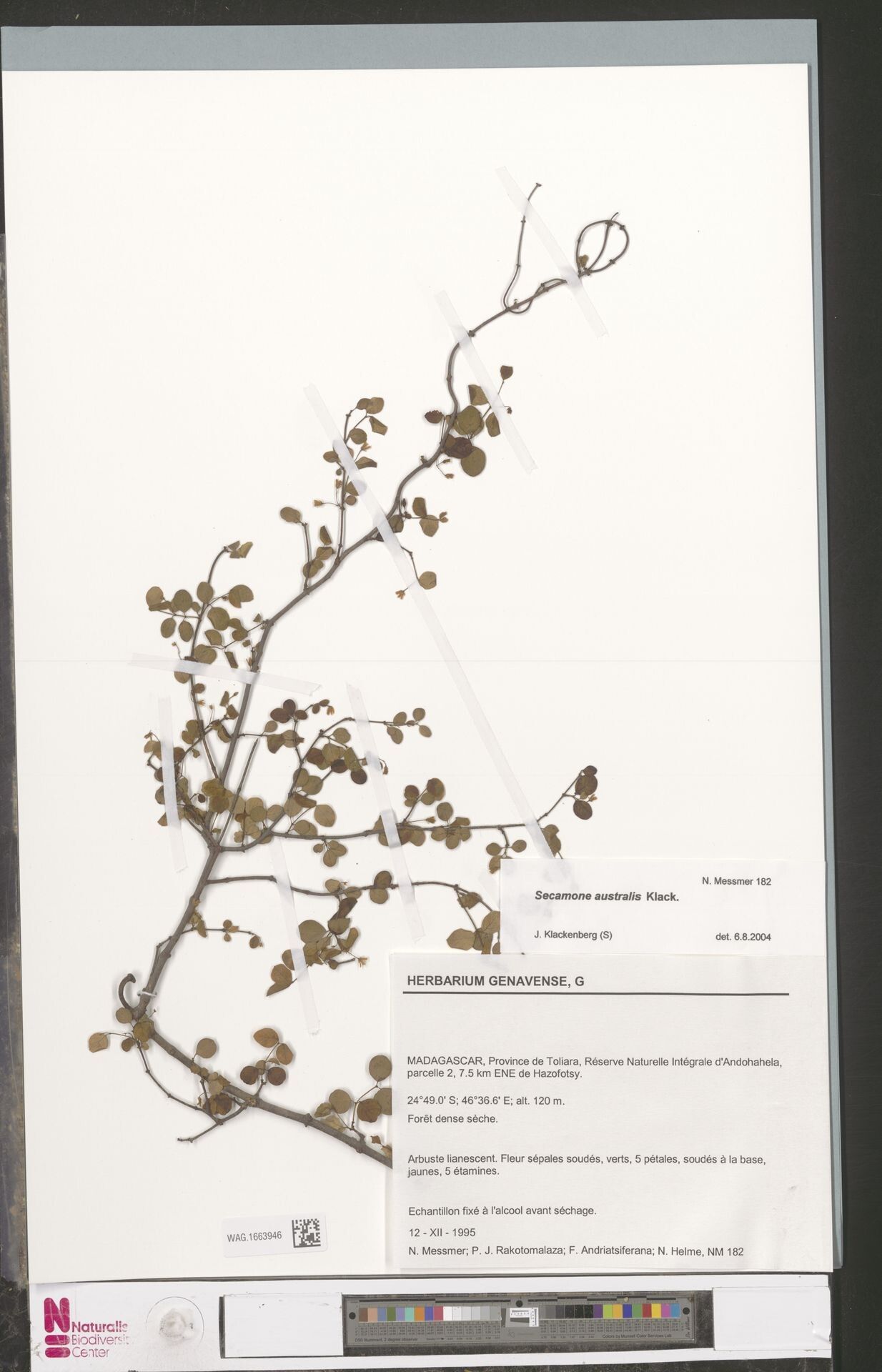 Secamone australis — related species from the same genus