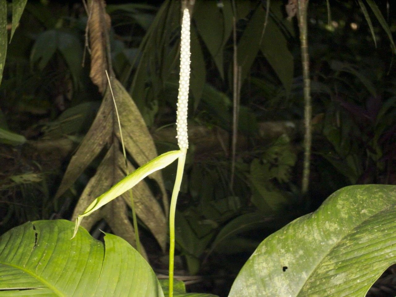 Spathiphyllum fulvovirens other