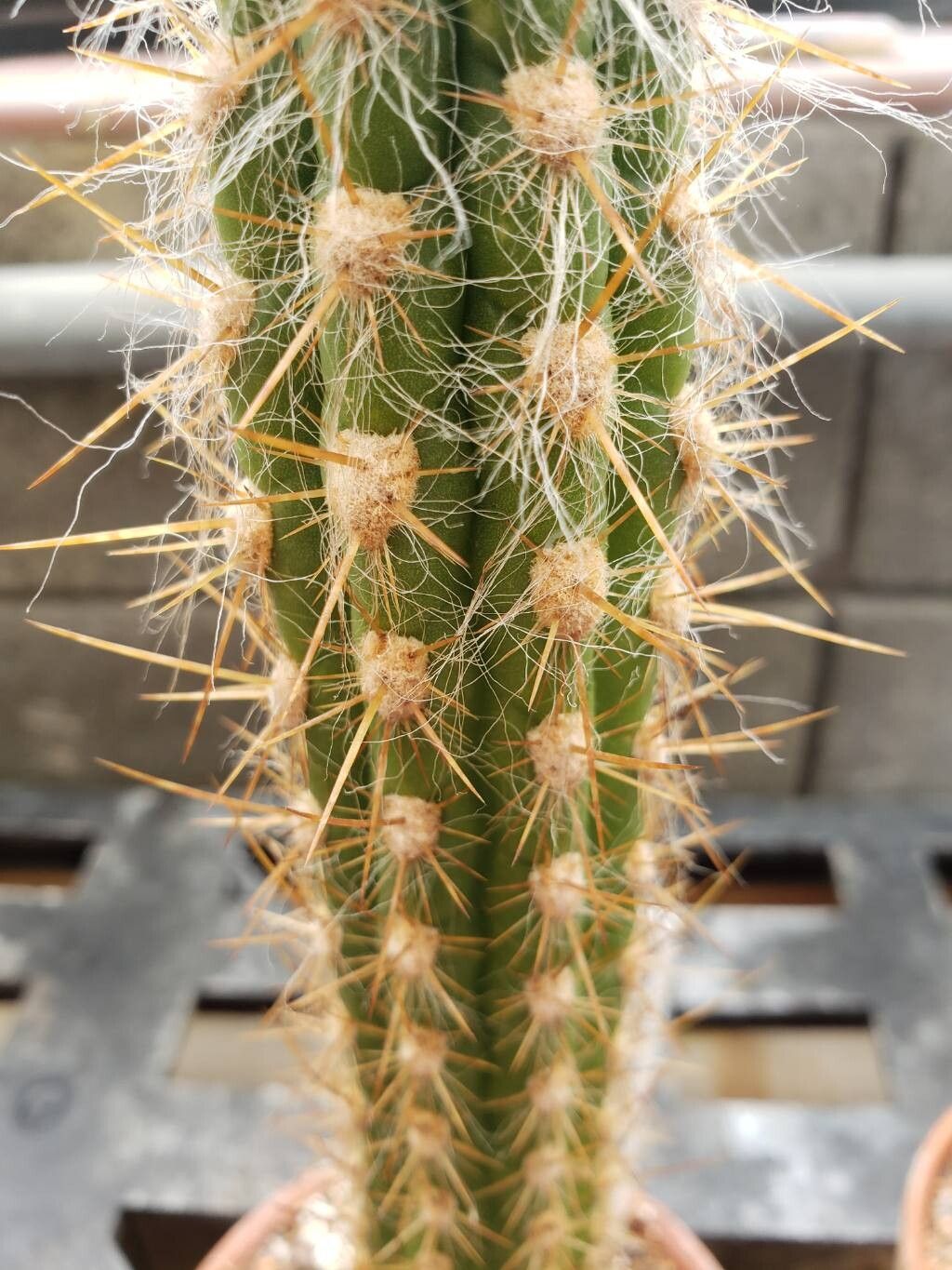 Oreocereus pseudofossulatus — houseplant care guide