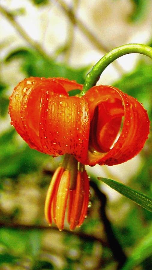 Lilium pardalinum flower