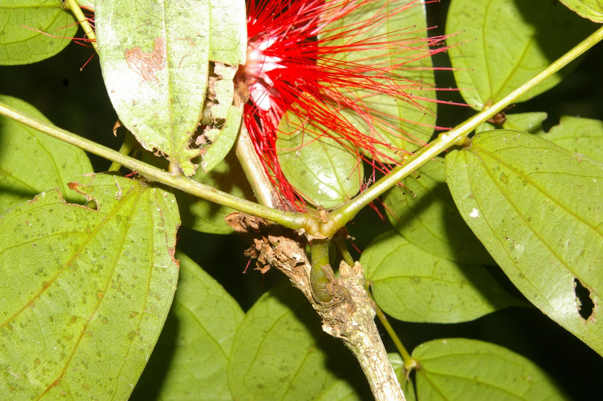 Calliandra rhodocephala fruit