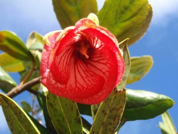 Trochetia boutoniana — houseplant care guide