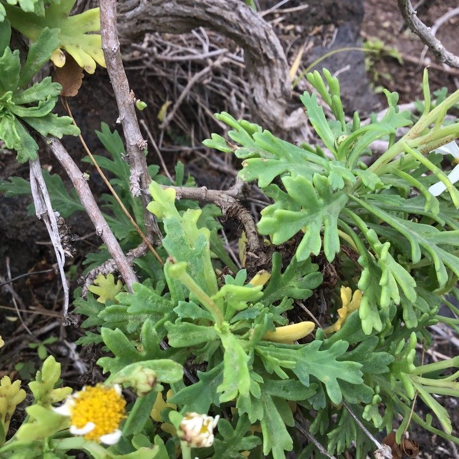 Argyranthemum coronopifolium