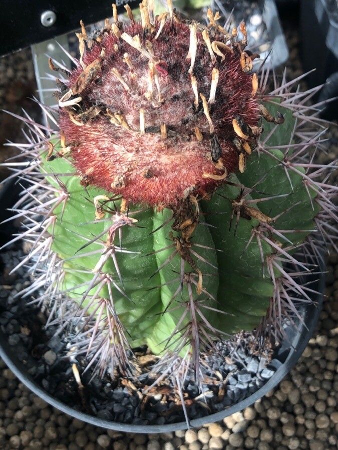 Melocactus bahiensis leaf
