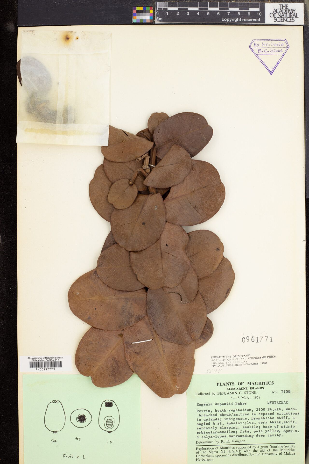 Syzygium dupontii — houseplant care guide