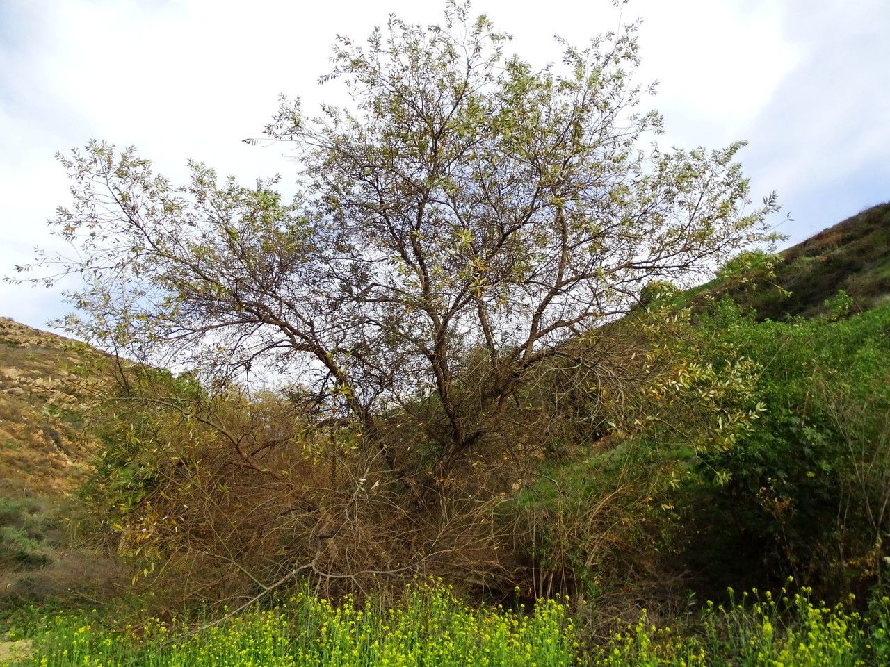 Salix laevigata habit