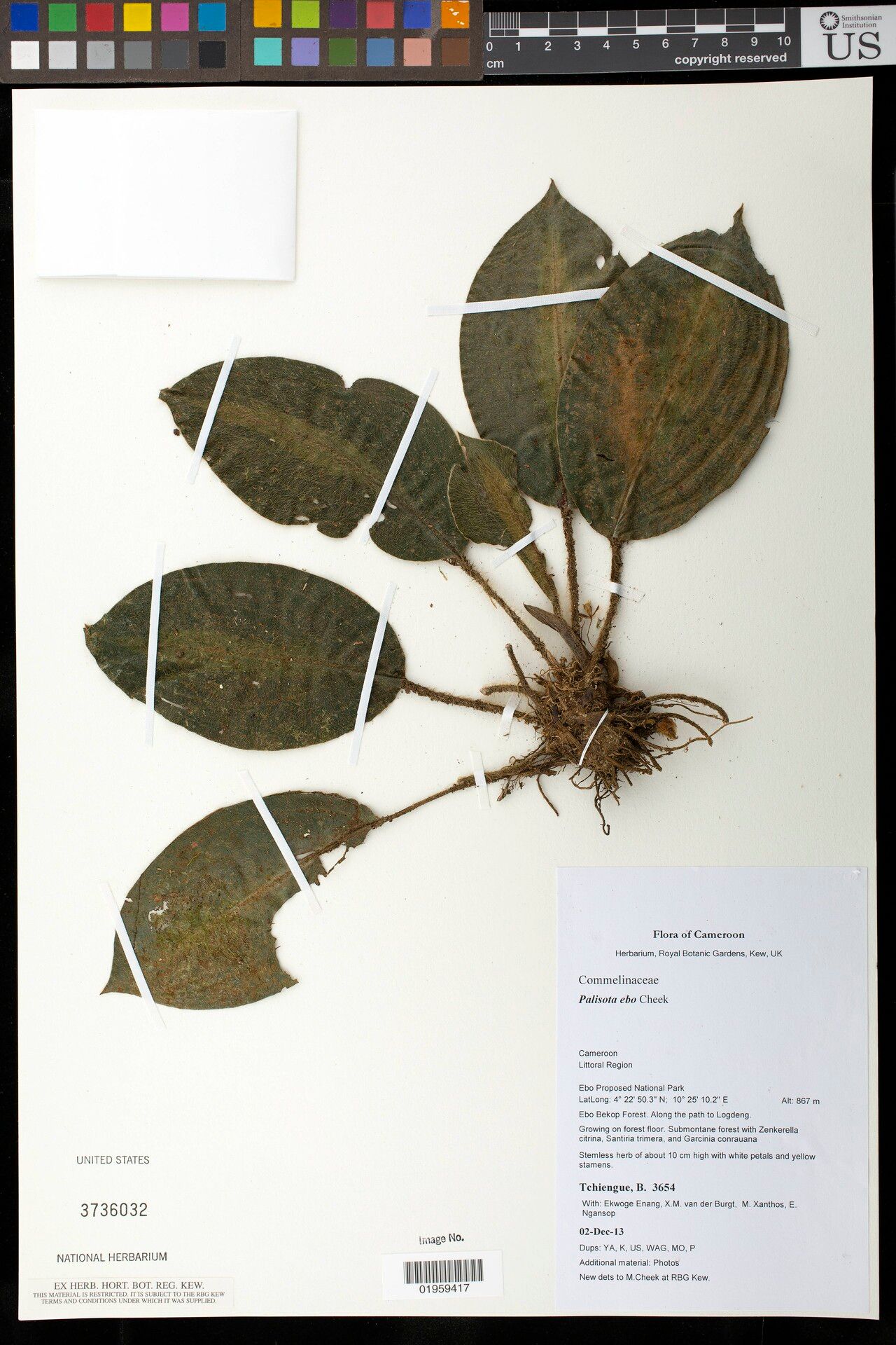 Palisota ebo — houseplant care guide