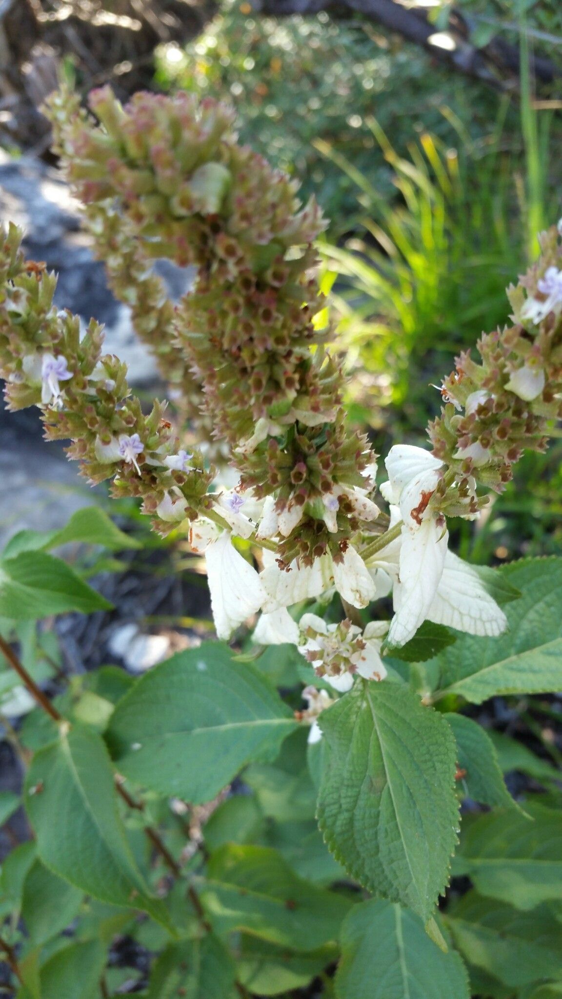 Platostoma madagascariense — houseplant care guide