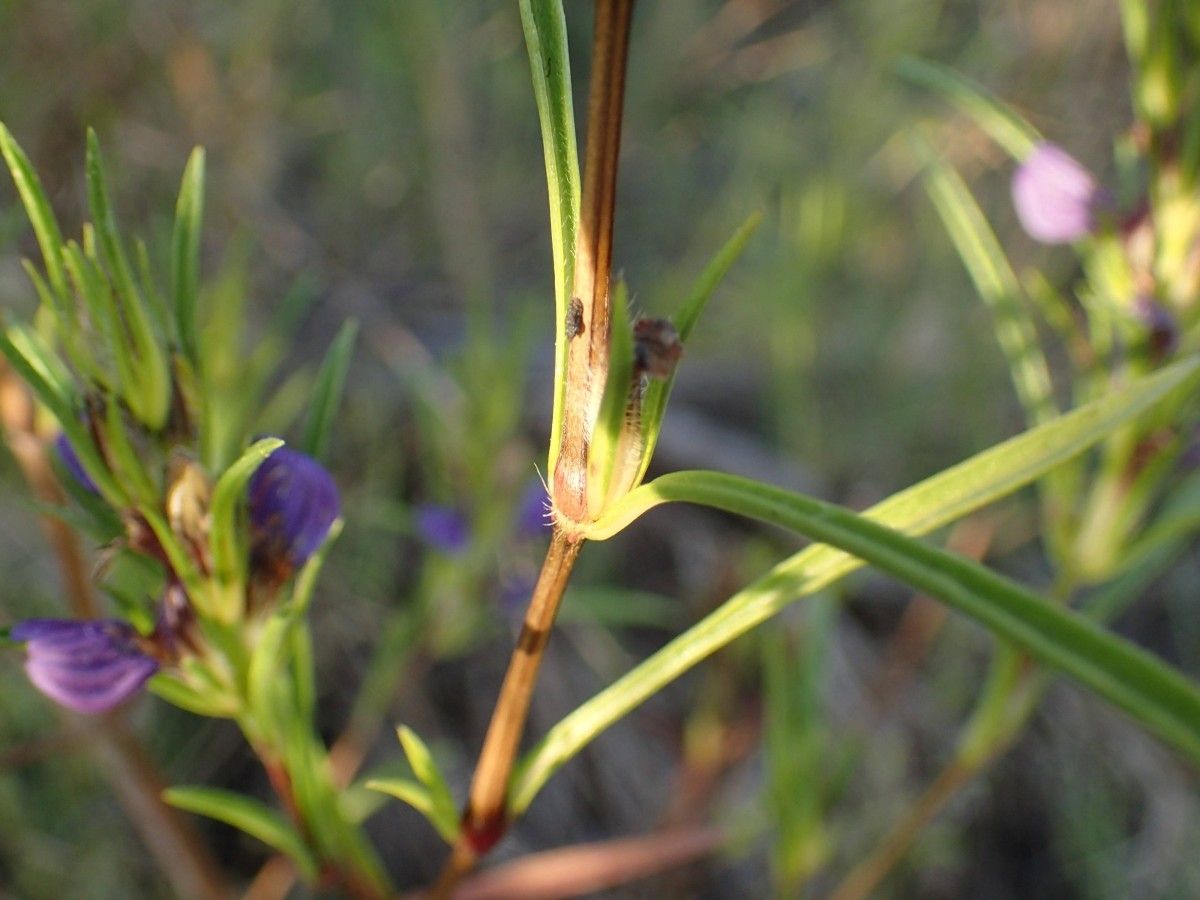 Hygrophila senegalensis leaf