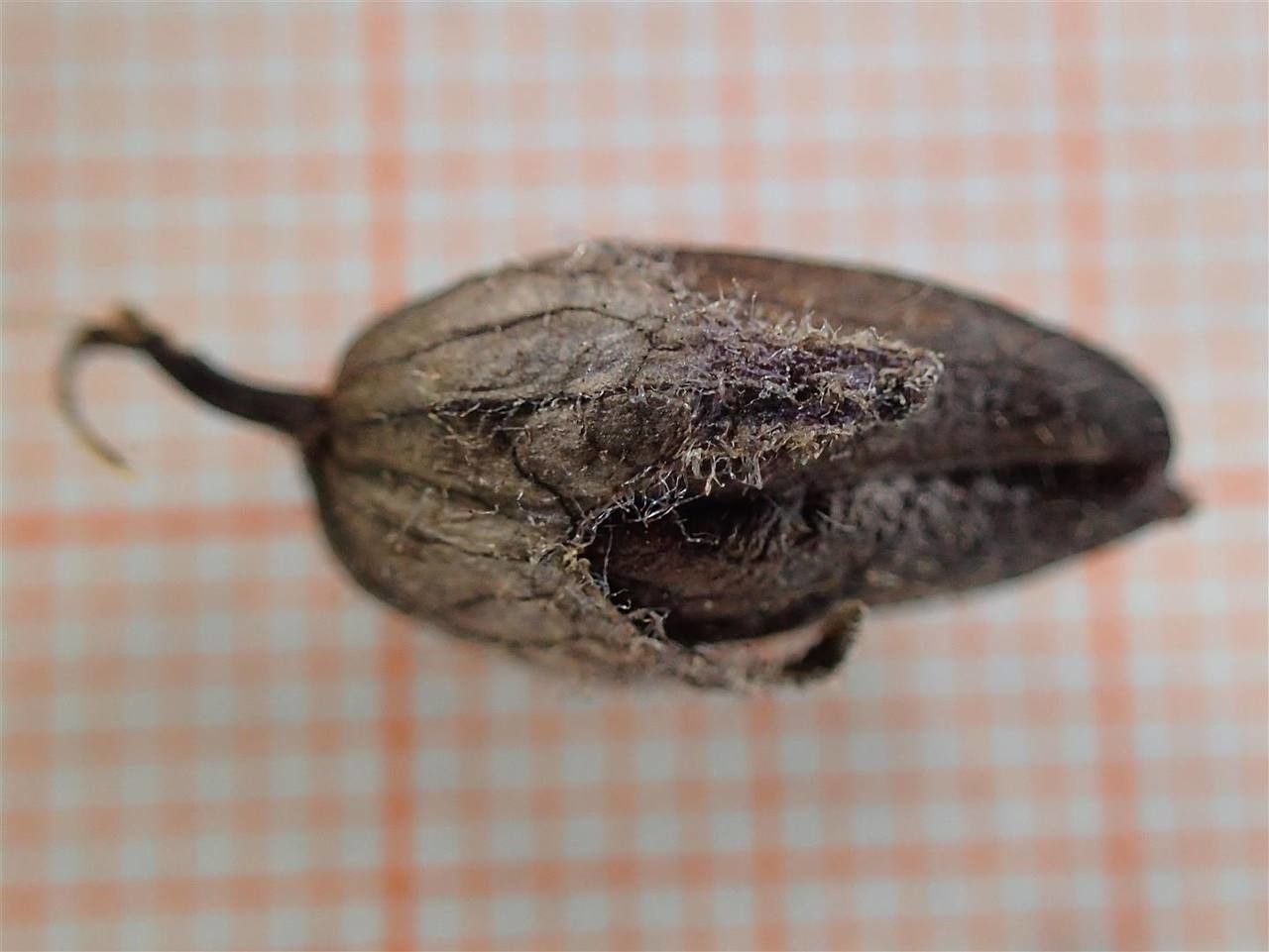 Bartsia alpina fruit