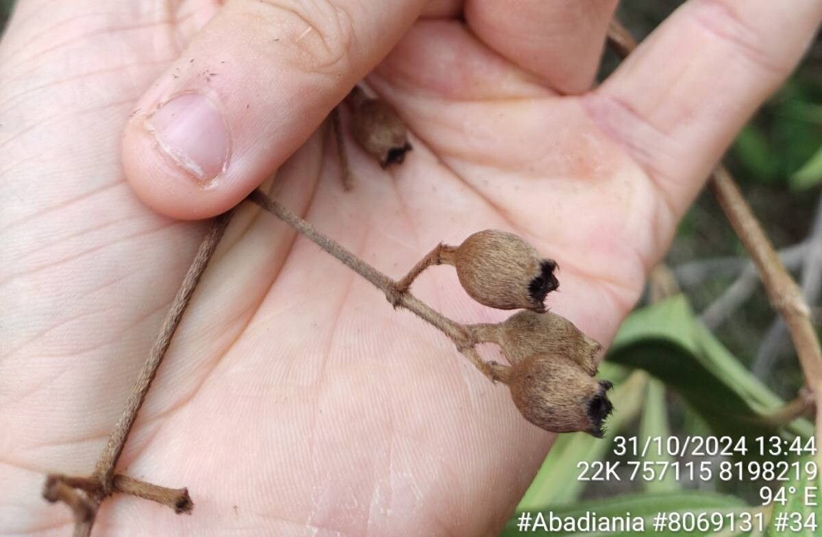 Pleroma candolleanum fruit